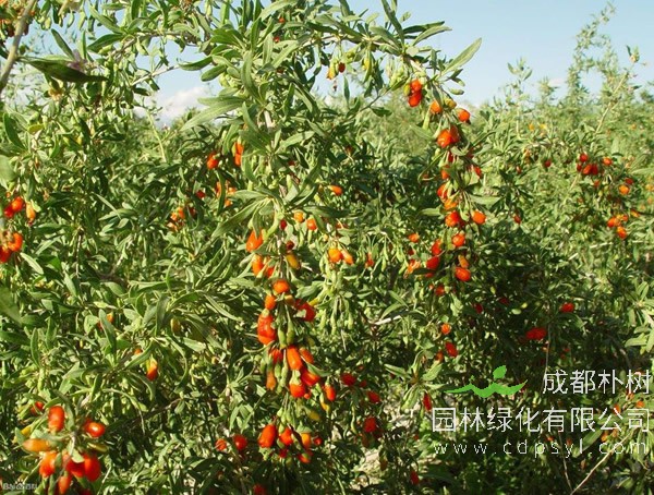 枸杞树报价