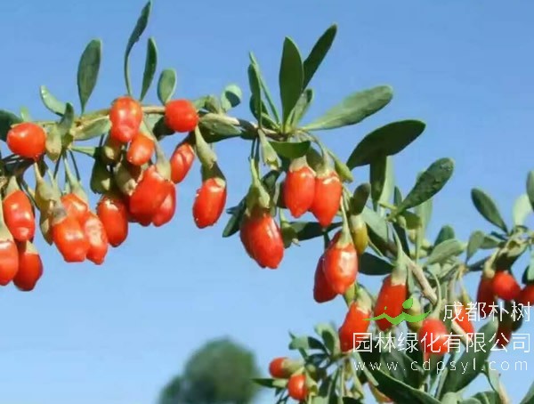 枸杞树报价