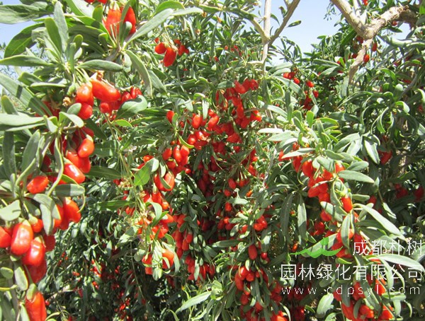 枸杞树近三年价格表，产地枸杞树苗什么价格