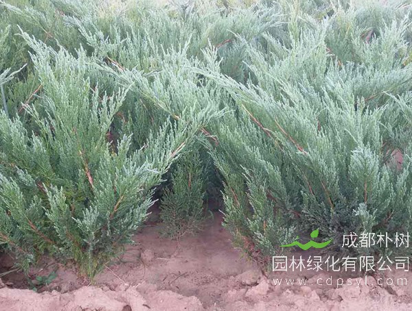 长期免费提供各类沙地柏报价，沙地柏价格三年行情具体数据