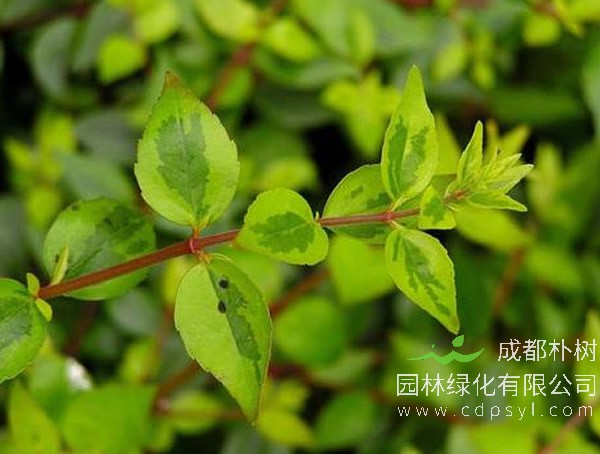 大花六道木报价