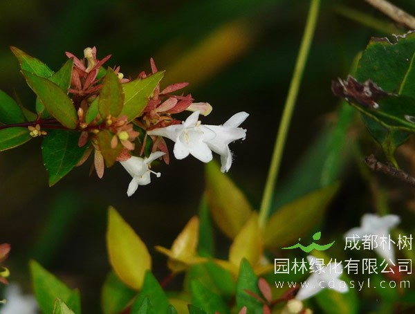 大花六道木报价