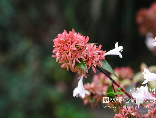 大花六道木报价