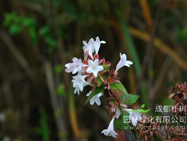 大花六道木报价