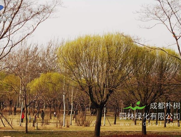 馒头柳与旱柳有何不同？