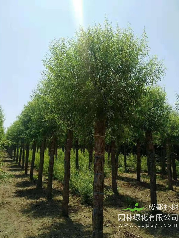 馒头柳的主要价值有哪些？