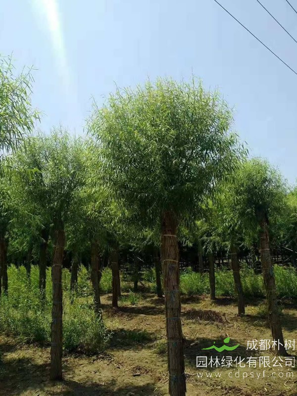 馒头柳的栽培技术有哪些？