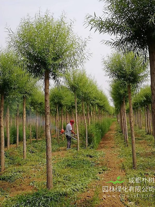 馒头柳的形态特征有哪些？