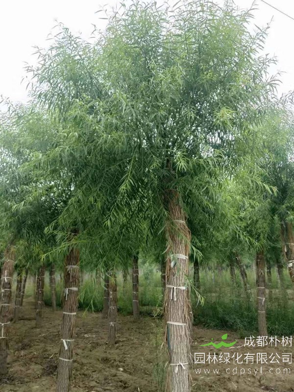 馒头柳的生态习性有哪些？