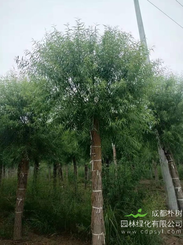 馒头柳的植物文化有哪些？