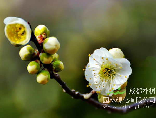 绿萼梅图片-形态特征-主要品种-生长习性-分布区域以及植物文化