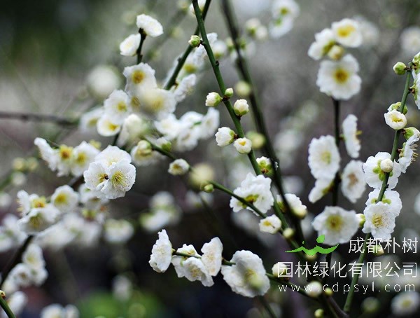 绿萼梅图片-形态特征-主要品种-生长习性-分布区域以及植物文化