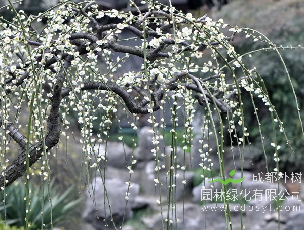 绿萼梅图片-形态特征-主要品种-生长习性-分布区域以及植物文化