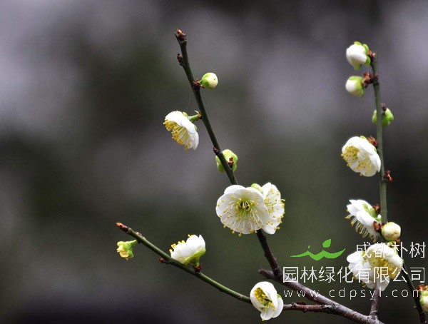绿萼梅图片-形态特征-主要品种-生长习性-分布区域以及植物文化