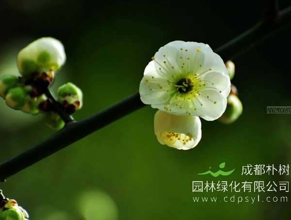 绿萼梅图片-形态特征-主要品种-生长习性-分布区域以及植物文化