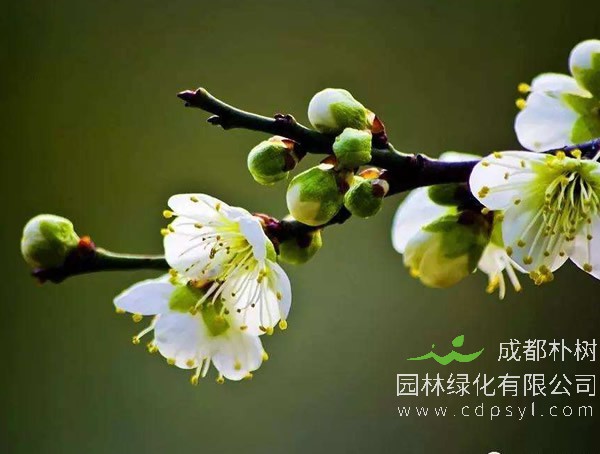 绿萼梅的功效和价值有哪些？