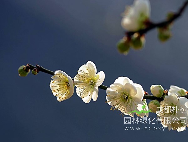 绿萼梅有哪些园林上的用途？