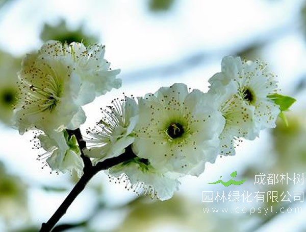 绿萼梅适合在海南种植吗？