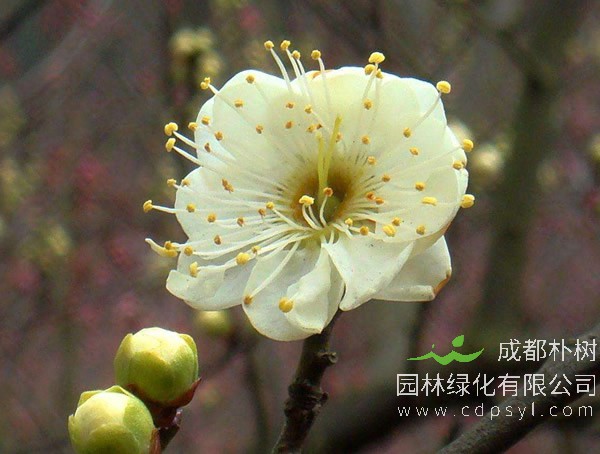 绿萼梅的生长习性有什么特点？