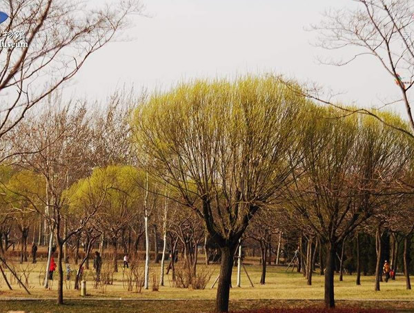 馒头柳与旱柳有何不同？