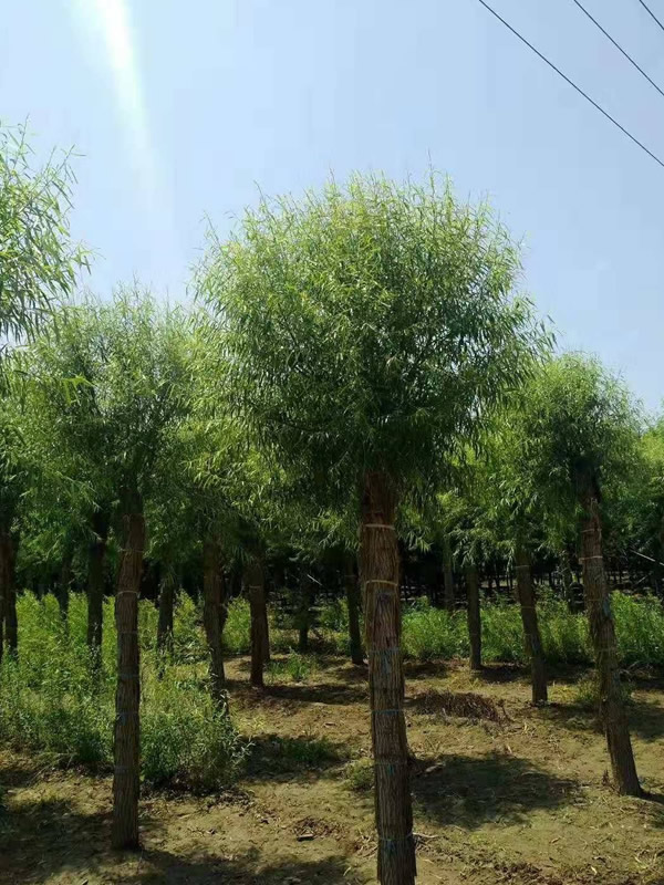 馒头柳的栽培技术有哪些？