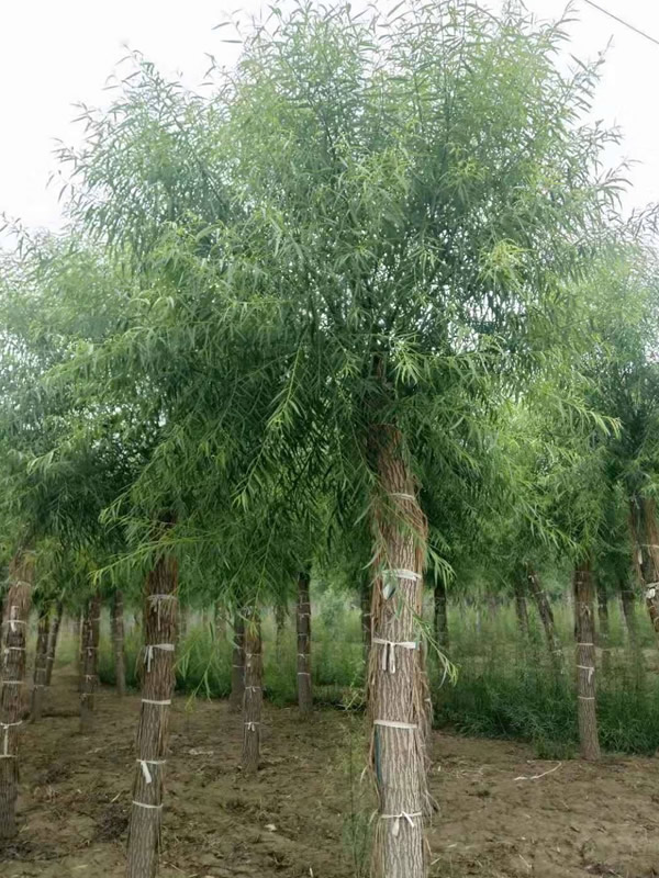 馒头柳的生态习性有哪些？