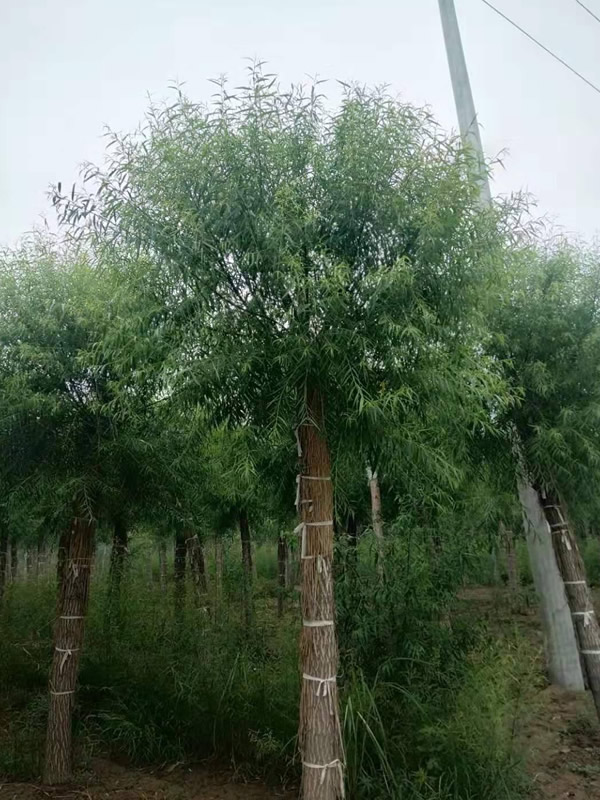 馒头柳的植物文化有哪些？