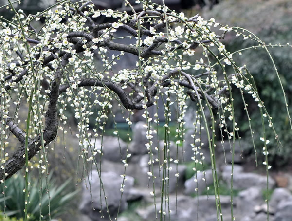 什么是绿萼梅？