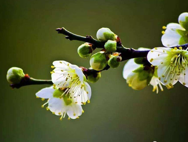 绿萼梅的功效和价值有哪些？