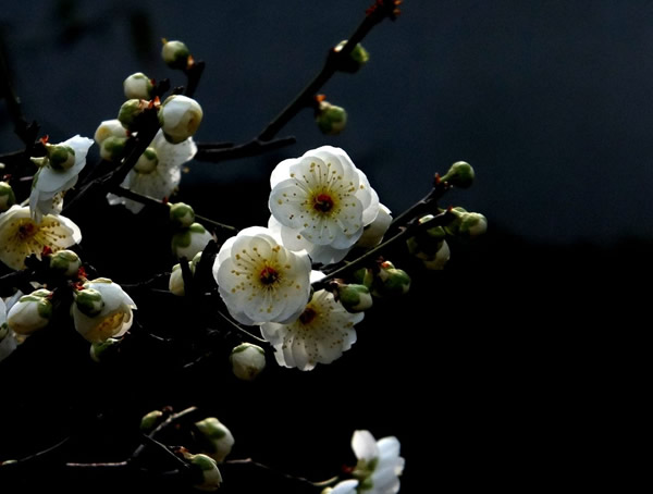 绿萼梅的形态特征有哪些？