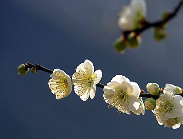 绿萼梅有哪些园林上的用途？