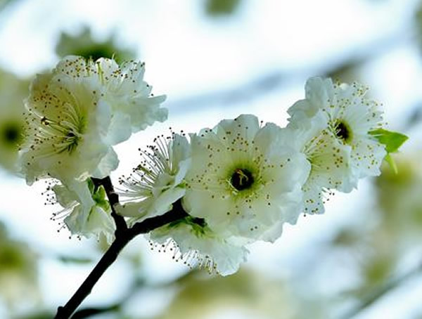 绿萼梅适合在海南种植吗？