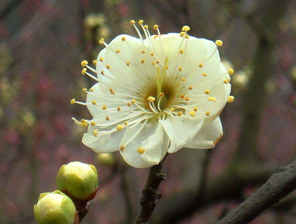 绿萼梅的生长习性有什么特点？