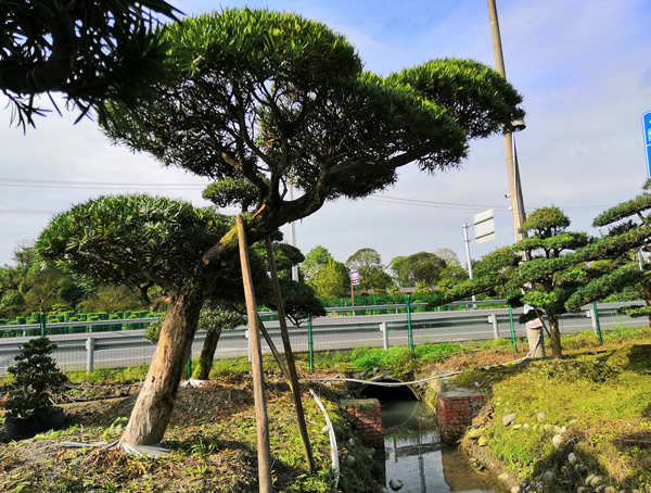 罗汉松为什么那么贵？