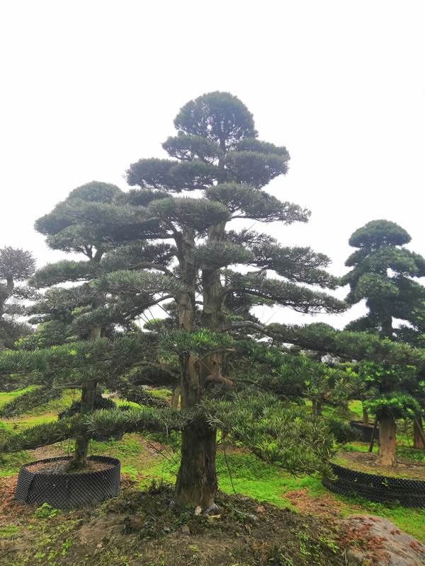 罗汉松不断落叶是什么原因？