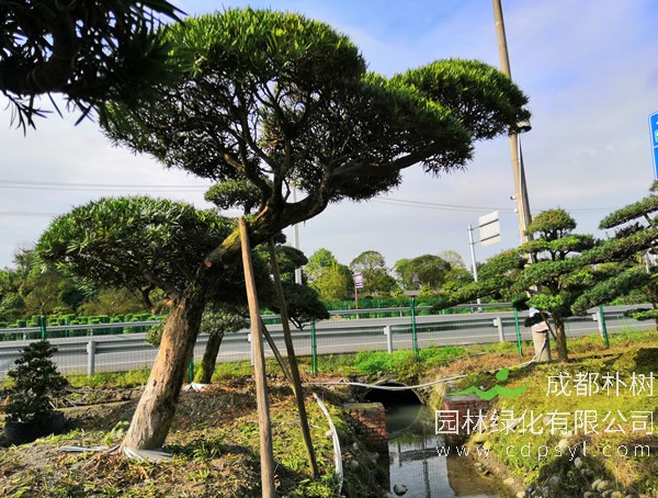 罗汉松为什么那么贵？