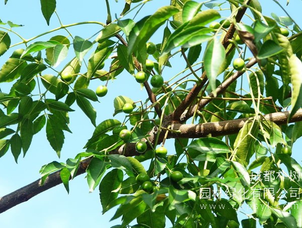 苦楝树报价