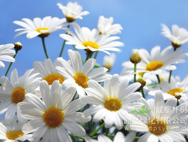  洋甘菊报价