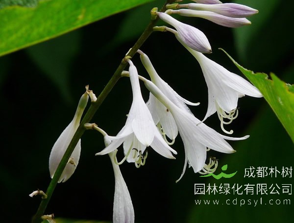 采购玉簪价格-优惠-基地批发-玉簪苗大量直销 