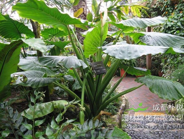 长期免费提供各类海芋苗报价，海芋价格三年行情具体数据