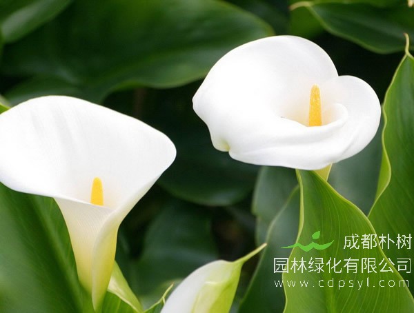 长期免费提供各类海芋苗报价，海芋价格三年行情具体数据