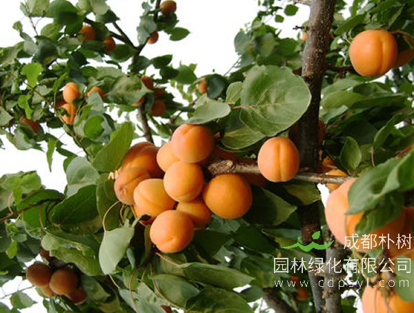 杏树报价