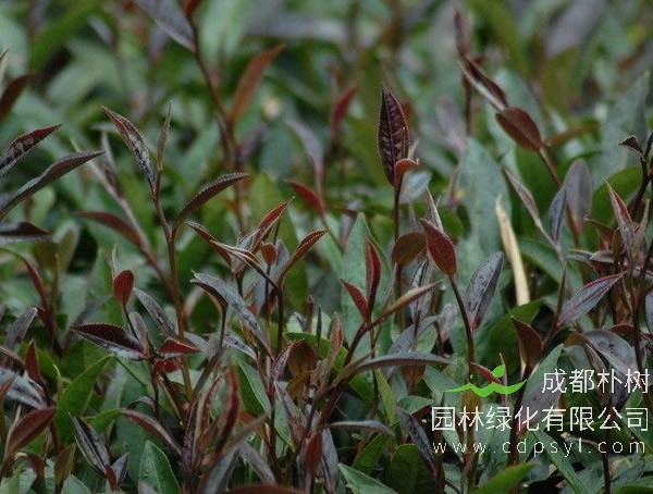 长期免费提供各类紫鹃报价，紫鹃价格三年行情具体数据