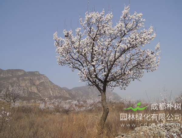 杏树报价