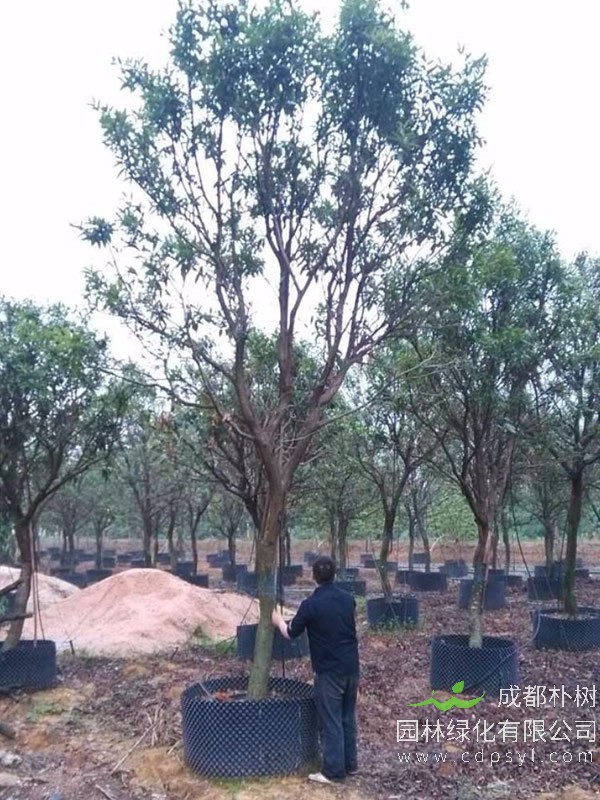 水蒲桃图片-产地分布-形态特征-观赏特性-识别要点以及生长习性