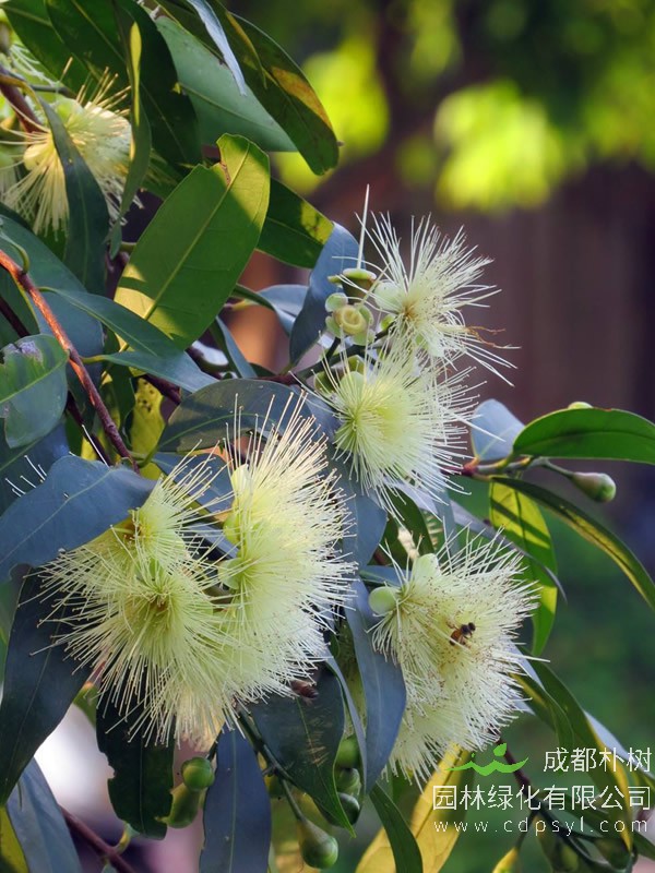 水蒲桃可以吃吗？水蒲桃有哪些营养价值？
