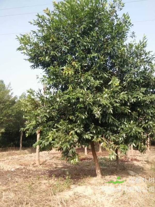 水蒲桃如何繁殖？在什么环境下生长最快？