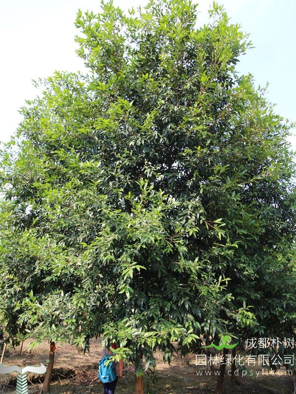 水蒲桃生长的最低温度是多少摄氏度？