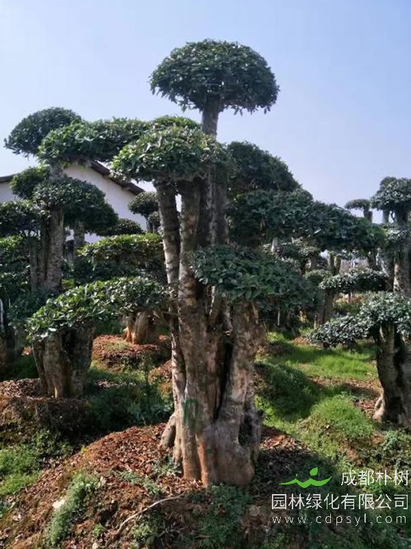 椤木石楠的图片-形态特征-产地生境以及主要价值