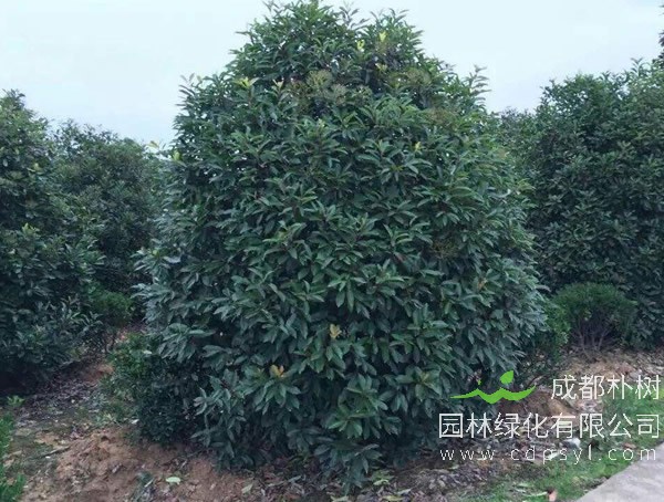 椤木石楠的繁殖方法、栽培技术以及病虫防治方法介绍